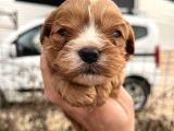 Tüy Dökmeyen Antialerjik Cavapoo Yavrularımız
