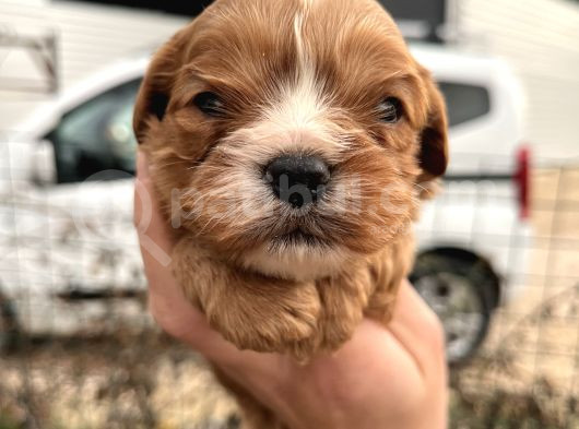 Tüy Dökmeyen Antialerjik Cavapoo Yavrularımız görsel