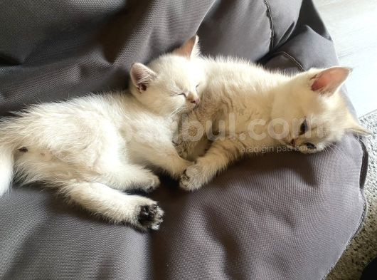 Saf British Shorthair görsel