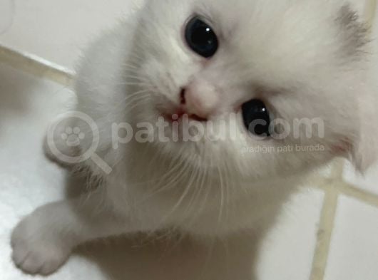 British Shorthair Scottish Fold Dişi Beyaz görsel