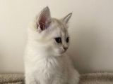 Saf British Shorthair