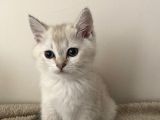 Saf British Shorthair