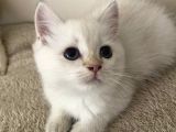 Saf British Shorthair