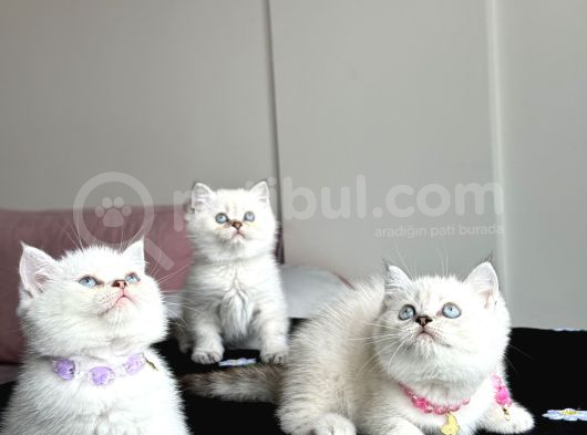 A Kali̇te Britishler Adrese Teslim görsel