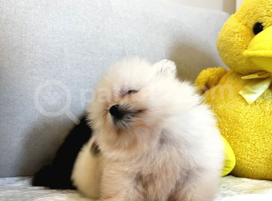 Mükemmel Güzellikte Orijinal Teddy Bear Pomeranian Boo Yavru görsel