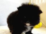 Mükemmel Güzellikte Orijinal Teddy Bear Pomeranian Boo Yavru