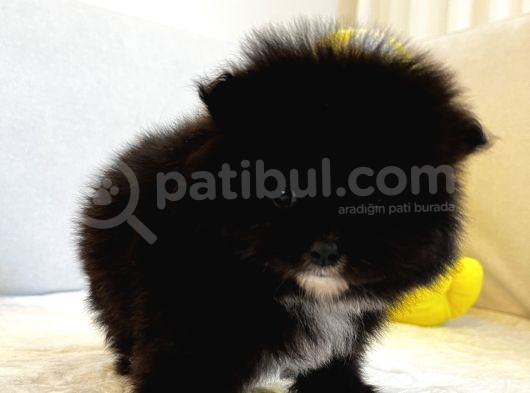 Mükemmel Güzellikte Orijinal Teddy Bear Pomeranian Boo Yavru görsel