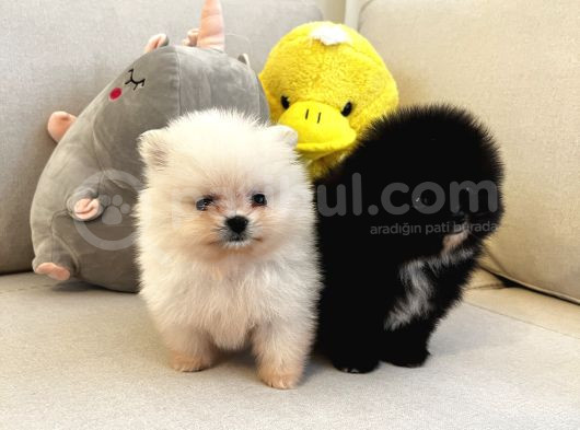 Mükemmel Güzellikte Orijinal Teddy Bear Pomeranian Boo Yavru görsel