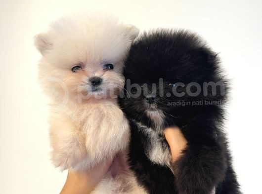 Mükemmel Güzellikte Orijinal Teddy Bear Pomeranian Boo Yavru