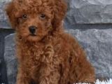Kıpkırmızı Red Tooy Poodle Sevimli Yavrular 