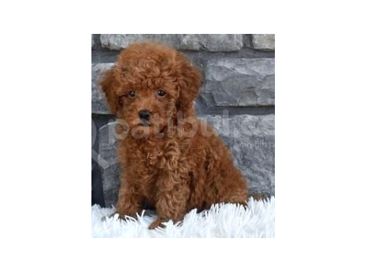 Kıpkırmızı Red Tooy Poodle Sevimli Yavrular  görsel