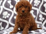 Kıpkırmızı Red Tooy Poodle Sevimli Yavrular 