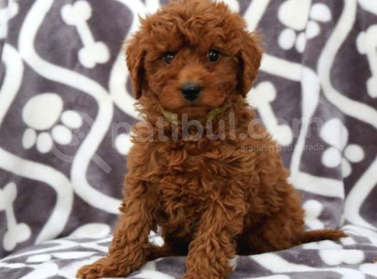 Kıpkırmızı Red Tooy Poodle Sevimli Yavrular  görsel