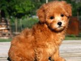 Kıpkırmızı Red Tooy Poodle Sevimli Yavrular 