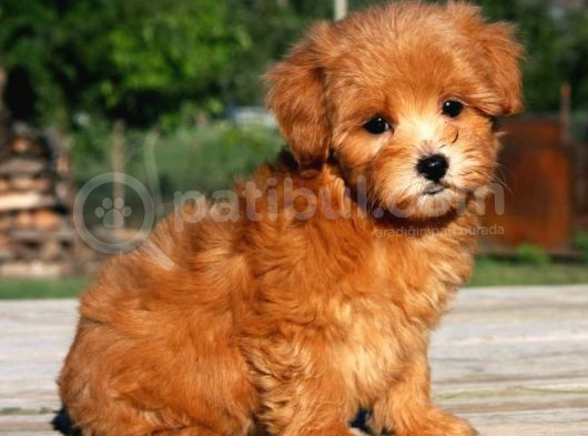 Kıpkırmızı Red Tooy Poodle Sevimli Yavrular 