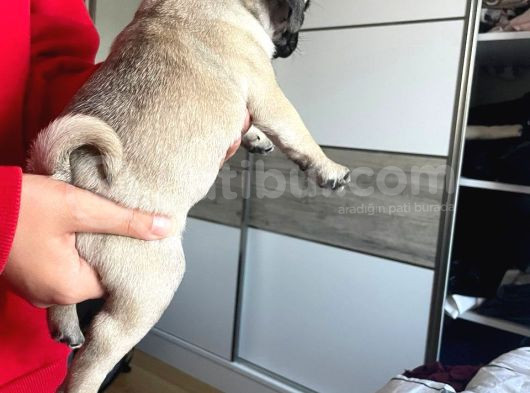 Sevi̇mli̇ Pug Kardeşler görsel