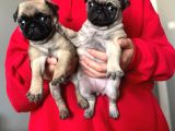 Sevi̇mli̇ Pug Kardeşler