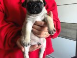 Sevi̇mli̇ Pug Kardeşler