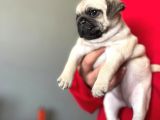 Sevi̇mli̇ Pug Kardeşler