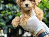 Kahve Tonlu Mini Boy Puppy Sevimli Yavrular Malti̇po Ci̇nsi̇ 