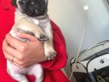 Sevi̇mli̇ Pug Kardeşler