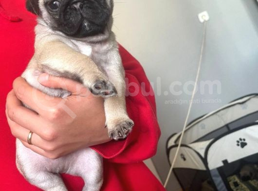 Sevi̇mli̇ Pug Kardeşler görsel