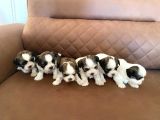 Sağlık ve ırk garantili shih tzu