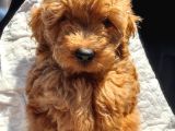 Dişi 2Buçuk Aylık Toy Poodle