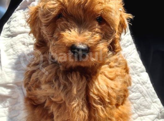Dişi 2Buçuk Aylık Toy Poodle görsel