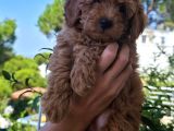 Dişi 2Buçuk Aylık Toy Poodle