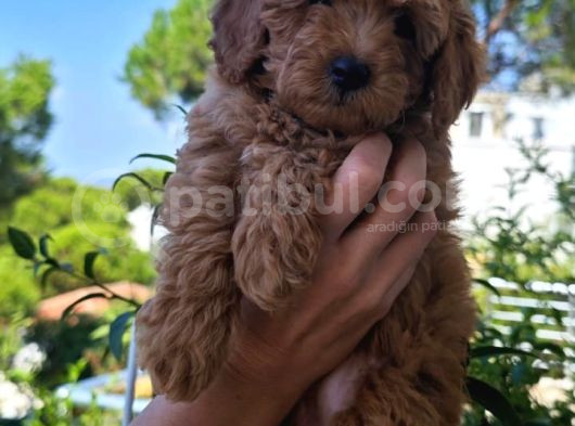 Dişi 2Buçuk Aylık Toy Poodle görsel