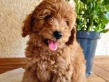 Dişi 2Buçuk Aylık Toy Poodle