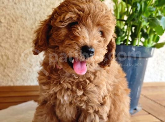 Dişi 2Buçuk Aylık Toy Poodle görsel