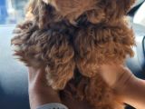 Dişi 2Buçuk Aylık Toy Poodle