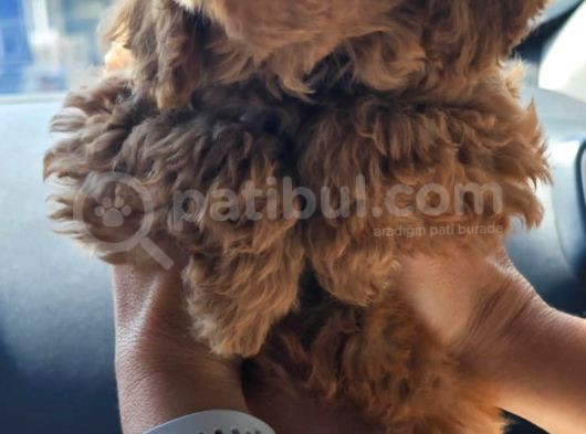 Dişi 2Buçuk Aylık Toy Poodle görsel