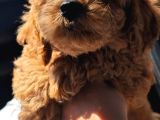 Dişi 2buçuk aylık toy poodle