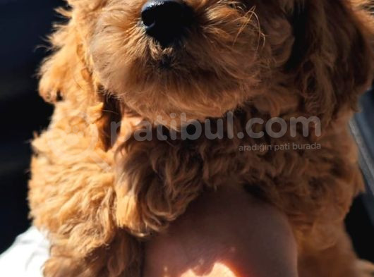 Dişi 2Buçuk Aylık Toy Poodle