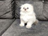 Bu Ponçi̇k Bu Güzelli̇k Şi̇ri̇nmi̇ Şi̇ri̇n Bi̇r Mavi̇ş