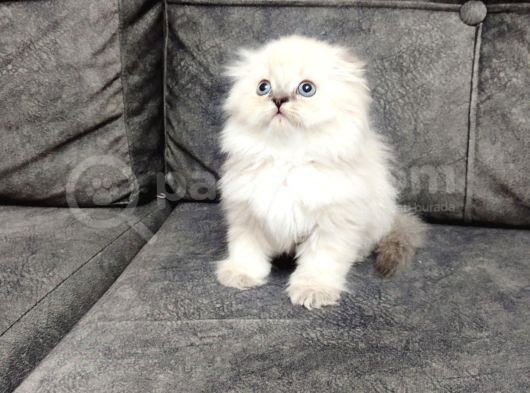 Bu Ponçi̇k Bu Güzelli̇k Şi̇ri̇nmi̇ Şi̇ri̇n Bi̇r Mavi̇ş görsel