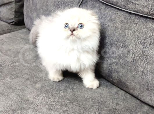 Bu Ponçi̇k Bu Güzelli̇k Şi̇ri̇nmi̇ Şi̇ri̇n Bi̇r Mavi̇ş görsel