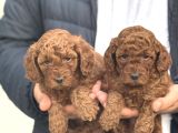 TOY POODLE DİŞİ ERKEK RED BROWN YAVEULAR