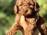 Toy Poodle Di̇şi̇ Erkek Red Brown Yaveular