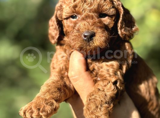 Toy Poodle Di̇şi̇ Erkek Red Brown Yaveular görsel