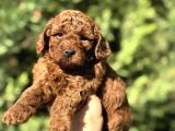 Toy Poodle Di̇şi̇ Erkek Red Brown Yaveular