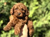 Toy Poodle Di̇şi̇ Erkek Red Brown Yaveular