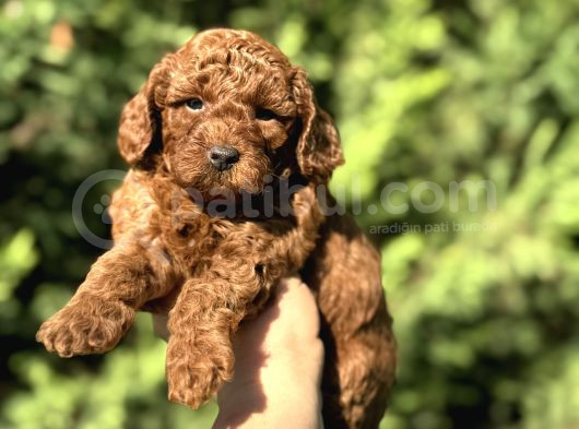 Toy Poodle Di̇şi̇ Erkek Red Brown Yaveular görsel