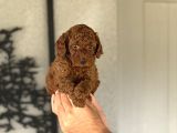 Red Brown Toy Poodle Bebekleri̇mi̇z