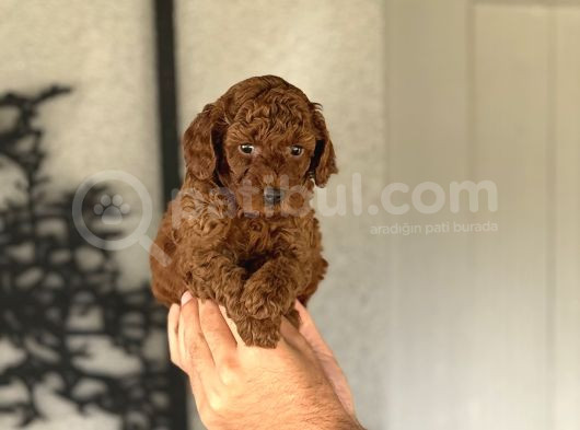 Red Brown Toy Poodle Bebekleri̇mi̇z görsel