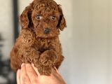 RED BROWN TOY POODLE BEBEKLERİMİZ