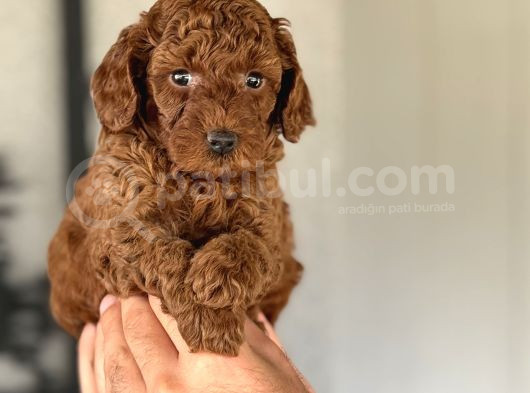 Red Brown Toy Poodle Bebekleri̇mi̇z
